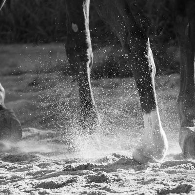 Cheval En Piste